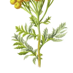 tansy, bitter buttons, cow bitter