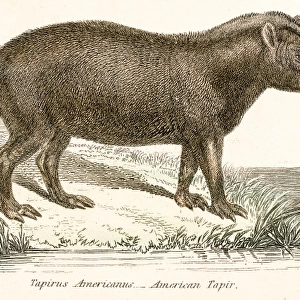 Tapir engraving 1803