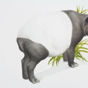 Tapirus indicus, Malayan tapir, side view