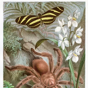 Tarantula Chromolithograph 1884