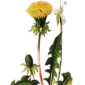 Taraxacum officinale, the common dandelion