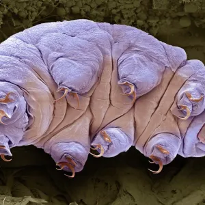 Tardigrade, SEM