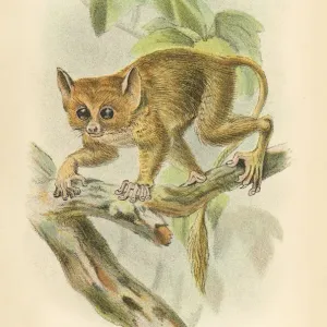 Tarsier Primate Print, 1894 Tarsier Primate Print, 1894