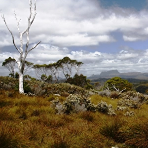 Tasmanian highlands