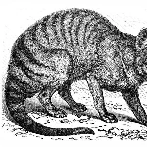 Tasmanian wolf (Thylacinus cynocephalus)