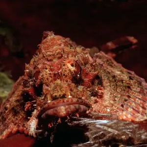 Tassled Scorpionfish (Scorpaenopsis oxycephalus), Bali, Indian Ocean, Indonesia Tassled Scorpionfish (Scorpaenopsis oxycephalus), Bali, Indian Ocean, Indonesia