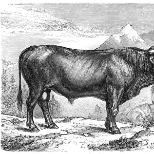 Taurus the Schwyz breed