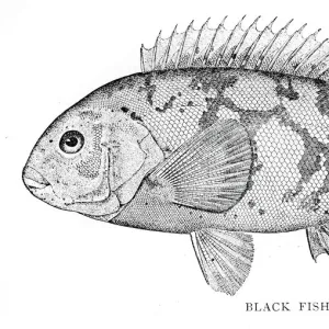 Tautog engraving 1898