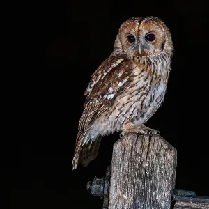 Tawny owl