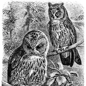 Tawny Owl (Syrnium aluco) and Long-eared Owl (Otus vulgaris)