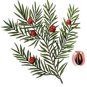 Taxus baccata (yew, common yew, English yew, or European yew)