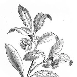 Tea plant engraving 1895