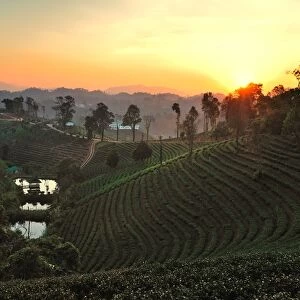 Tea Plantation in Chiang Rai, Thailand