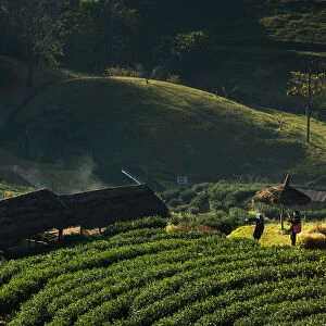 Tea plantation at Doi Angkhang