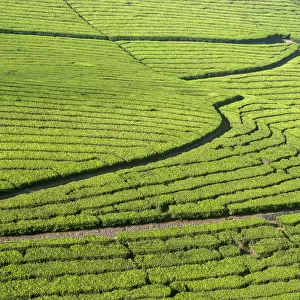 Tea plantation in a slope