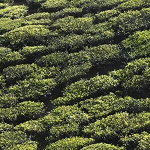 Tea plantations in the highlands around Munnar, Western Ghats, Kerala, India, South Asia, Asia