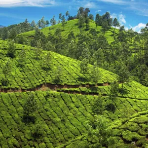 Tea plantations in India