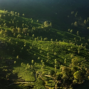 Tea plantations at sunrise