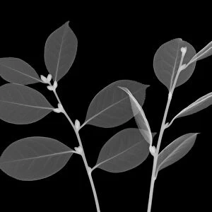 Tea tree leaves (Camellia sinensis), X-ray