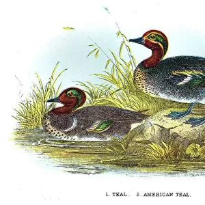 Teal duck engraving 1896