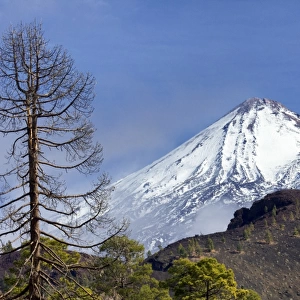 Teide volcano and pine trees