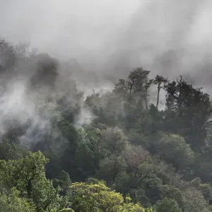 Temperate Rainforest Print, Cisnes, Chile