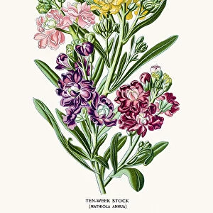 Ten-Week Stock flowers (matthiola )