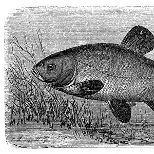 The tench or doctor fish (Tinca tinca)