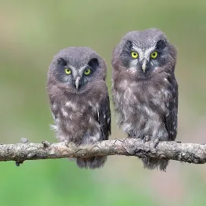 Tengmalm's Owl (Aegolius funereus), two young birds sitting on a larch branch, Siegerland, North Rhine-Westphalia, Germany Tengmalm's Owl (Aegolius funereus), two young birds sitting on a larch branch, Siegerland, North Rhine-Westphalia, Germany