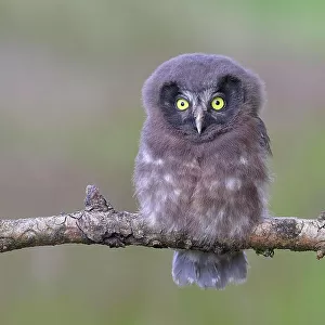 Tengmalm's Owl (Aegolius funereus), young bird sitting on a larch branch, Siegerland, North Rhine-Westphalia, Germany