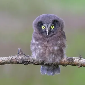 Tengmalm's Owl (Aegolius funereus), young bird sitting on a larch branch, Siegerland, North Rhine-Westphalia, Germany Tengmalm's Owl (Aegolius funereus), young bird sitting on a larch branch, Siegerland, North Rhine-Westphalia, Germany