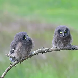 Tengmalm's Owl (Aegolius funereus), three young birds sitting on a larch branch, Siegerland, North Rhine-Westphalia, Germany