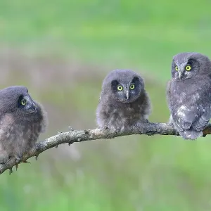 Tengmalm's Owl (Aegolius funereus), three young birds sitting on a larch branch, Siegerland, North Rhine-Westphalia, Germany Tengmalm's Owl (Aegolius funereus), three young birds sitting on a larch branch, Siegerland, North Rhine-Westphalia, Germany