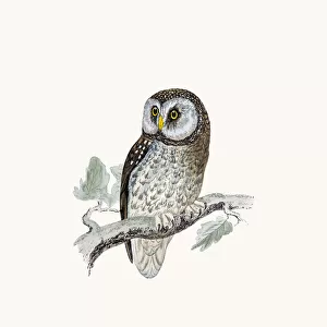 Tengmalms owl bird