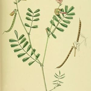 Tephrosia maxima, native to Southeast Asia, Sri Lanka, digitally restored historical colour print from 1893