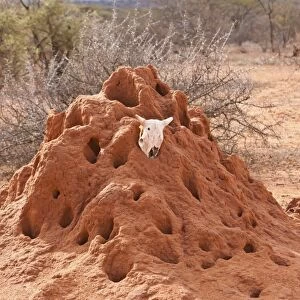 Termite mound with an animal skull, Samburu National Reserve, Kenya, East Africa, PublicGround