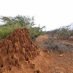 Termite mound, Samburu National Reserve, Kenya, East Africa, PublicGround
