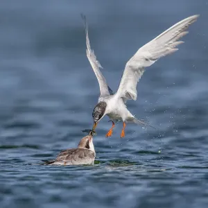 Tern Parent Feeding Chick Print Tern Parent Feeding Chick Print