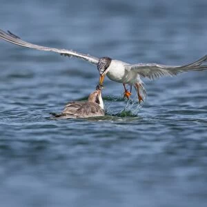 Tern Feeding