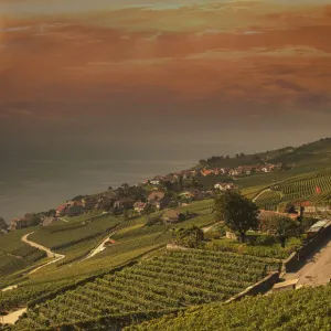 Terraced vineyards on rural hillside Terraced vineyards on rural hillside