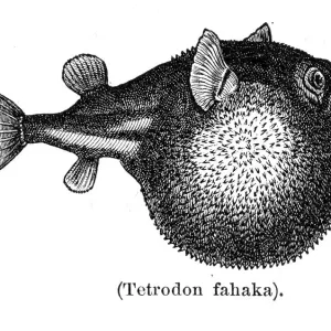 Tetraodon pufferfish engraving 1897 Tetraodon pufferfish engraving 1897