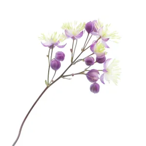 Thalictrum Thalictrum
