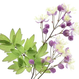 Thalictrum Thalictrum