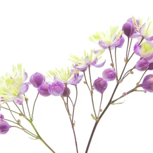Thalictrum Thalictrum
