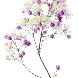 Thalictrum Thalictrum