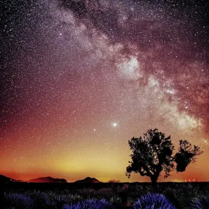 The The Milky Way over a single tree and a lavender field in Provence, France The The Milky Way over a single tree and a lavender field in Provence, France
