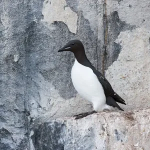 Thick-billed Murre Print at Alkefjellet Cliffs, Spitsbergen Island Thick-billed Murre Print at Alkefjellet Cliffs, Spitsbergen Island