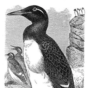 Thick-billed murre engraving 1895