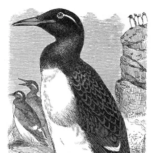 Thick-billed murre engraving 1895