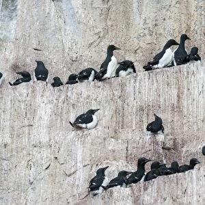 Thick-billed Murres or Bruennichs Guillemots -Uria lomvia- at the bird cliffs of Alkefjellet, Hinlopenstretet, Spitsbergen Island, Svalbard Archipelago, Svalbard and Jan Mayen, Norway